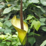 Image of Amorphophallus tinekeae  Hett. & A. Vogel.