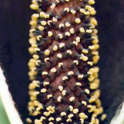 Image of Amorphophallus tinekeae  Hett. & A. Vogel.