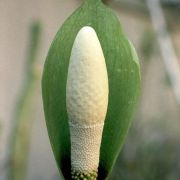 Image of Amorphophallus tonkinensis  Engl. & Gehrm..