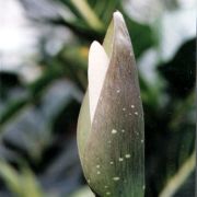 Image of Amorphophallus tonkinensis  Engl. & Gehrm..