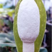 Image of Amorphophallus tonkinensis  Engl. & Gehrm..