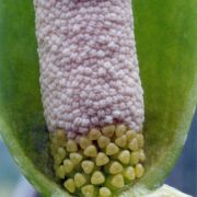 Image of Amorphophallus tonkinensis  Engl. & Gehrm..