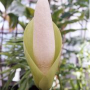 Image of Amorphophallus tonkinensis  Engl. & Gehrm..