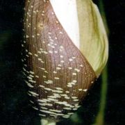 Image of Amorphophallus tonkinensis  Engl. & Gehrm..