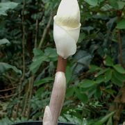 Image of Amorphophallus tuberculatus  Hett. & V.D. Nguyen.