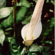 Image of Amorphophallus variabilis  Bl..