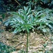 Image of Amorphophallus variabilis  Bl..