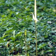 Image of Amorphophallus variabilis  Bl..