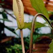 Image of Amorphophallus verticillatus  Hett..