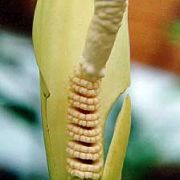 Image of Amorphophallus verticillatus  Hett..