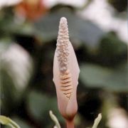 Image of Amorphophallus verticillatus  Hett..