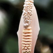 Image of Amorphophallus verticillatus  Hett..