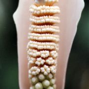 Image of Amorphophallus verticillatus  Hett..