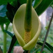 Image of Amorphophallus vogelianus  Hett. & H. Billensteiner.