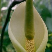 Image of Amorphophallus vogelianus  Hett. & H. Billensteiner.