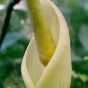 Image of Amorphophallus vogelianus  Hett. & H. Billensteiner.