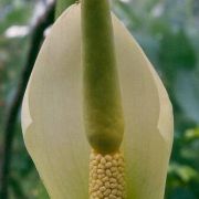 Image of Amorphophallus vogelianus  Hett. & H. Billensteiner.