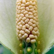 Image of Amorphophallus vogelianus  Hett. & H. Billensteiner.