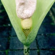 Image of Amorphophallus yunnanensis  Engl..