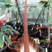 Image of Amorphophallus zenkeri  (Engl.) N.E. Br..