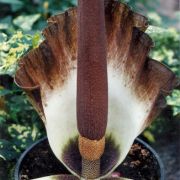 Image of Amorphophallus zenkeri  (Engl.) N.E. Br..