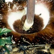 Image of Amorphophallus zenkeri  (Engl.) N.E. Br..