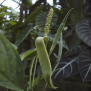 Image of Anadendrum microstachys  (De Vries & Miq.) Backer & Alderw..