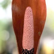 Image of Anchomanes difformis  (Bl.) Engl..