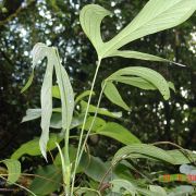 Image of Anthurium alatum  Engl..