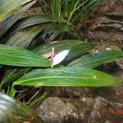 Image of Anthurium antioquiense  Engl..