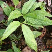 Image of Anthurium arisaemoides  Madison.