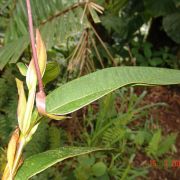 Image of Anthurium aristatum  Sodiro.