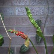 Image of Anthurium bakeri  Hook f..