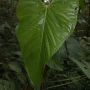 Image of Anthurium breviscapum  Kunth.