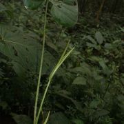 Image of Anthurium breviscapum  Kunth.