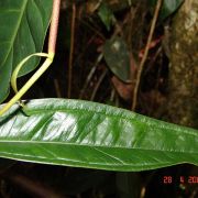 Image of Anthurium caucanum  Engl..