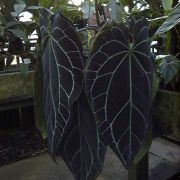 Image of Anthurium crystallinum  Linden & Andre.