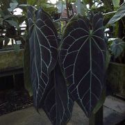 Image of Anthurium crystallinum  Linden & Andre.