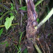 Image of Anthurium cupulispathum  Croat.