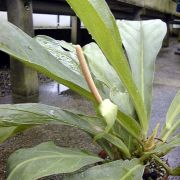 Image of Anthurium ernestii  Engl..