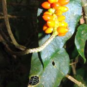 Image of Anthurium flexile ssp. muelleri (J.F. Macbr.) Croat & R.A. Baker.