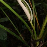 Image of Anthurium formosum  Schott.