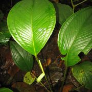 Image of Anthurium graciliacuminatum  Croat.