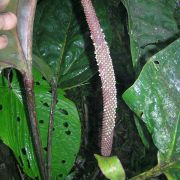 Image of Anthurium heterobacca  Croat.