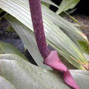 Image of Anthurium jenmanii  Engl..