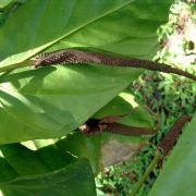 Image of Anthurium longipeltatum  Matuda.