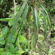 Image of Anthurium longispadiceum  K. Krause.