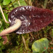 Image of Anthurium manizalense  Croat.