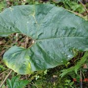 Image of Anthurium manizalense  Croat.