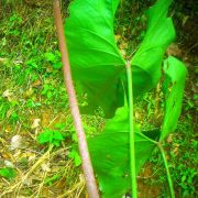 Image of Anthurium mcdanielii  Croat.